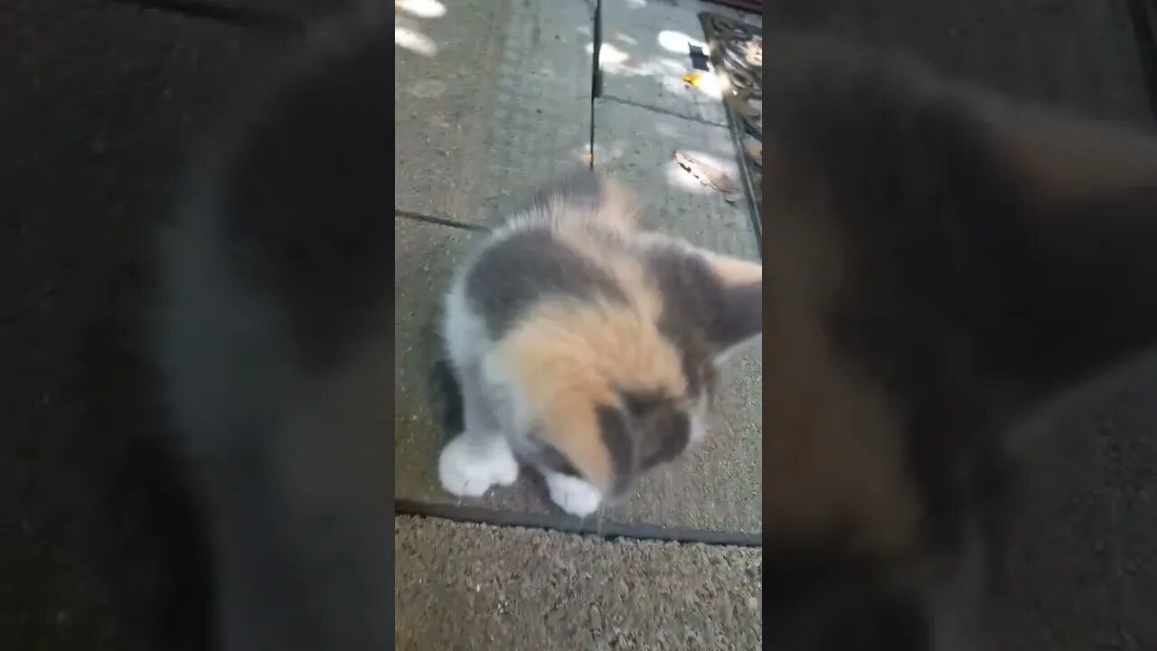 Cute Kittens