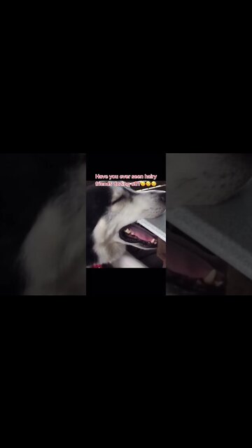 Have you seen dog dozing off 🤣