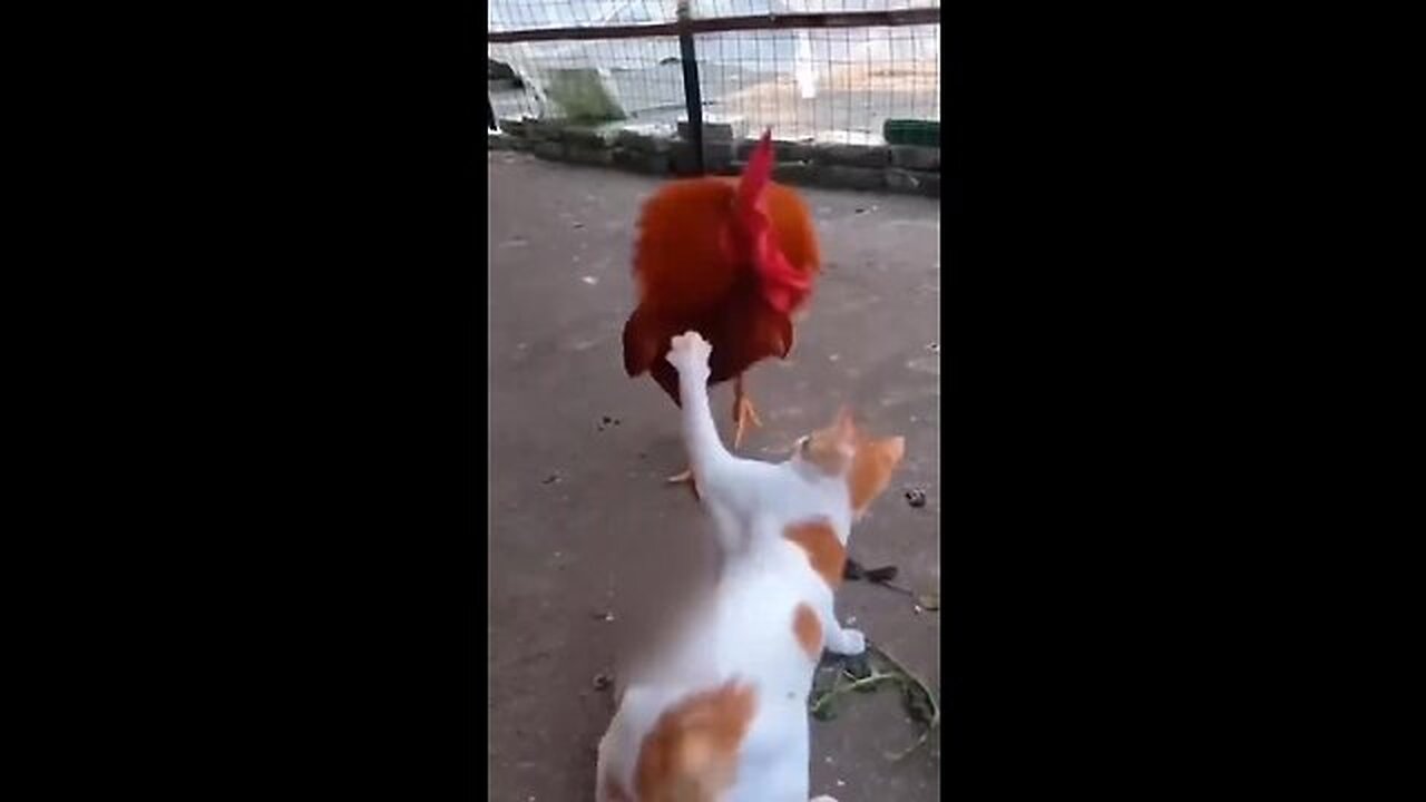 Cat vs Chicken: Watch What Happens Next and Get Ready to Laugh in 2023