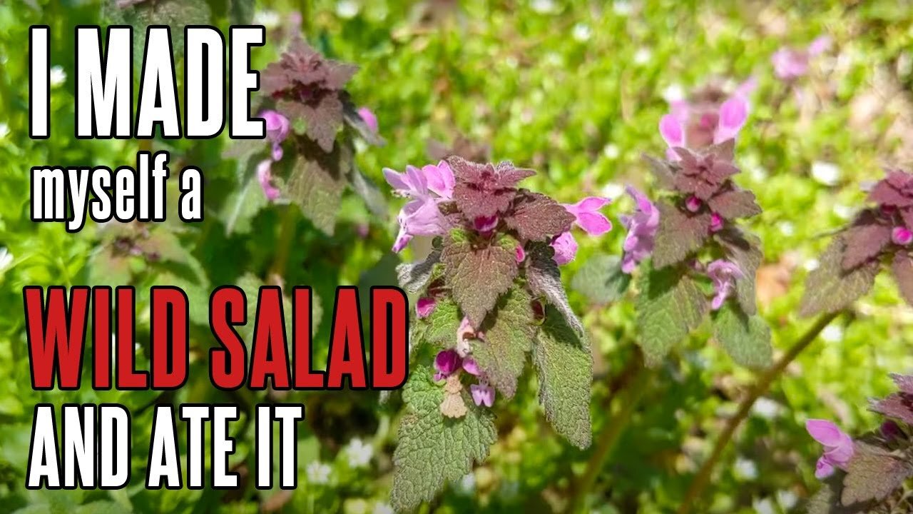 I Made and Ate a Trailside Salad in the Woods | Wild Edible Recipe While Morel Hunting