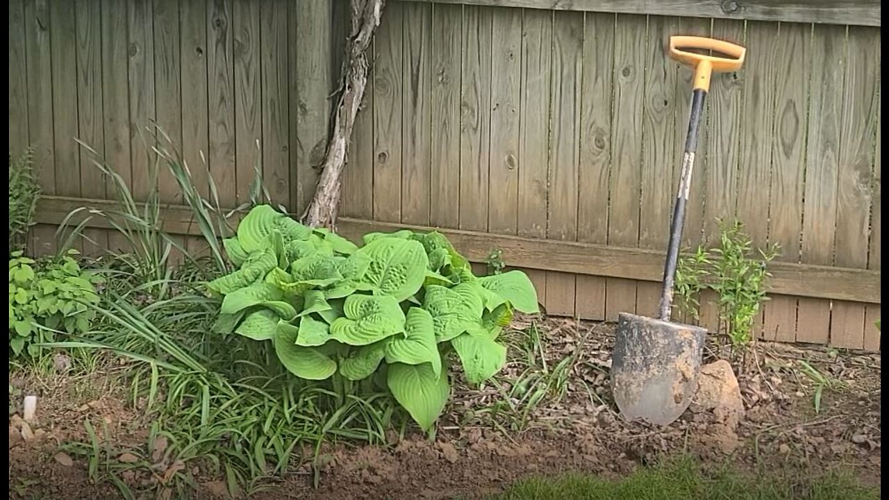 Dividing Hosta to Create More Plants