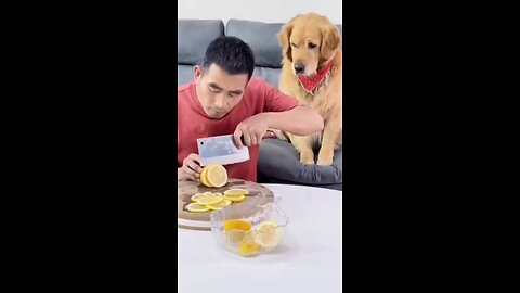 🐶 Funny Dogs Eating Lemons: Watch Their Hilarious Reactions! 🌟😄