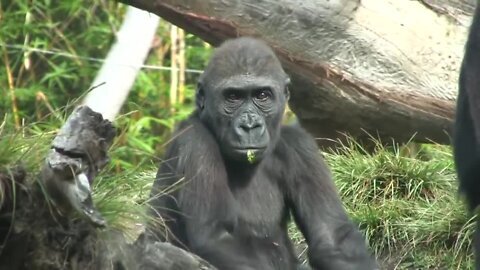 Gorillas at the zoo (in HD)