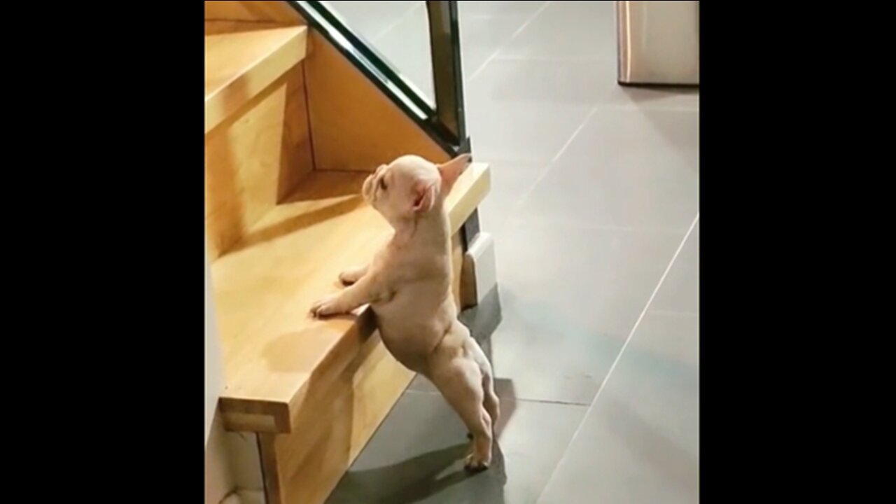 Funny dog climbing stairs