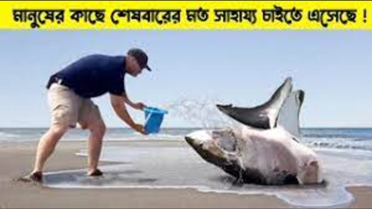 এটি দেখার পর কোনো প্রানীকে কস্ট দেয়ার আগে আপনার বুক কেপে উঠবে।