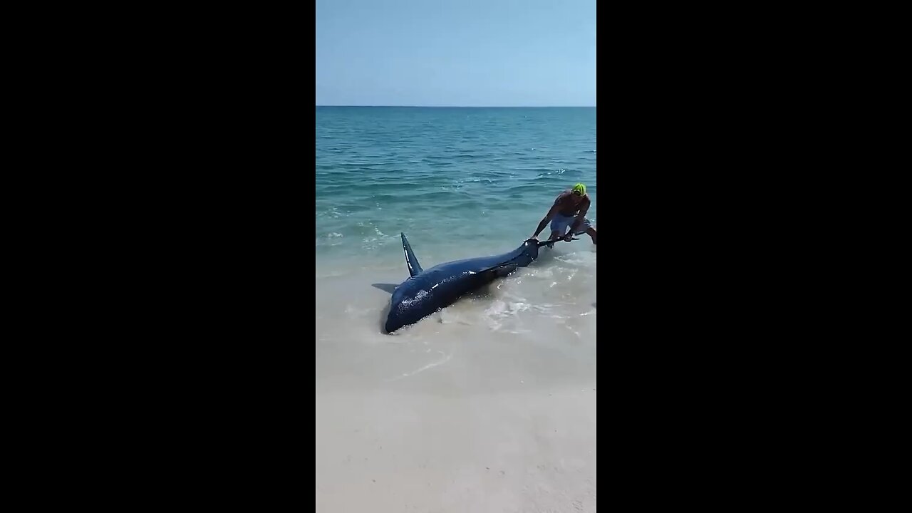 A team of men stepped in to aid a beached mako shark, guiding it back into the waters