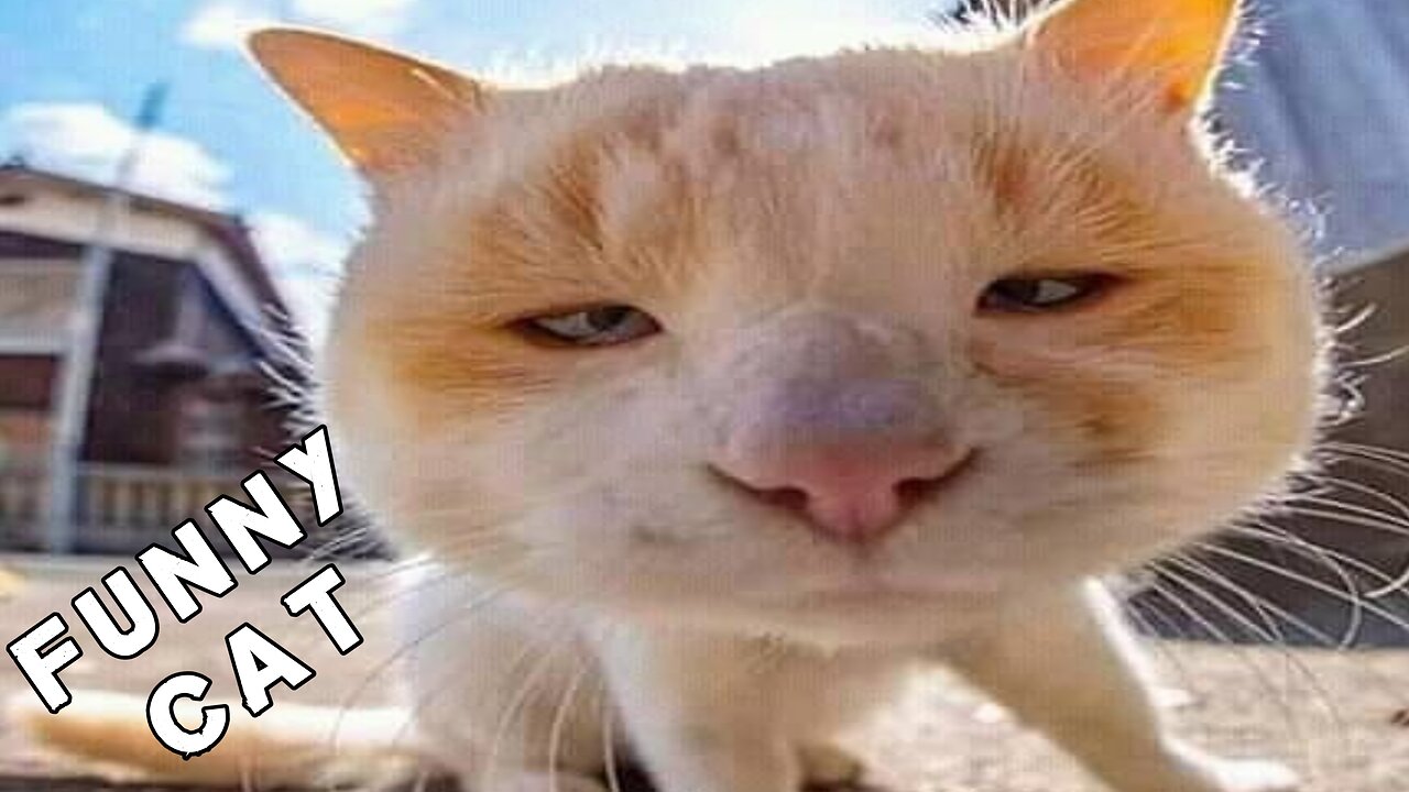 Cat funny video || Funny Video || Animals videos