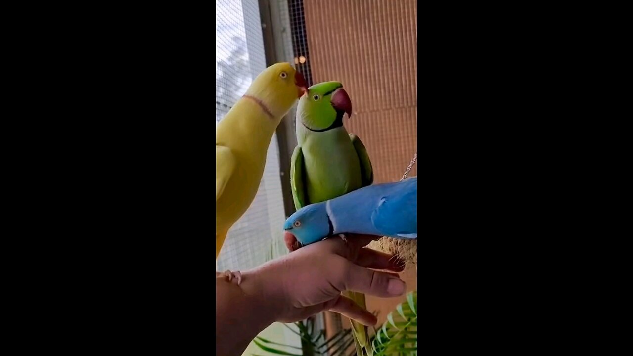 Parrots making love