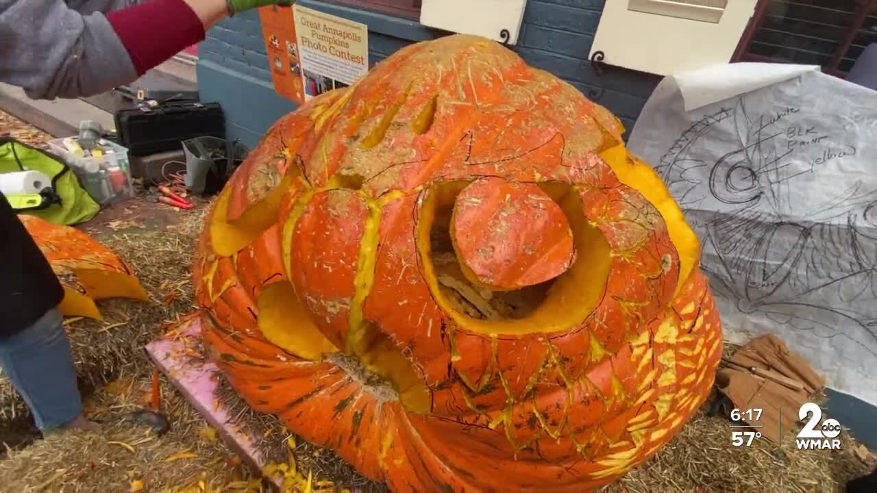 Giant pumpkins scattered throughout Annapolis