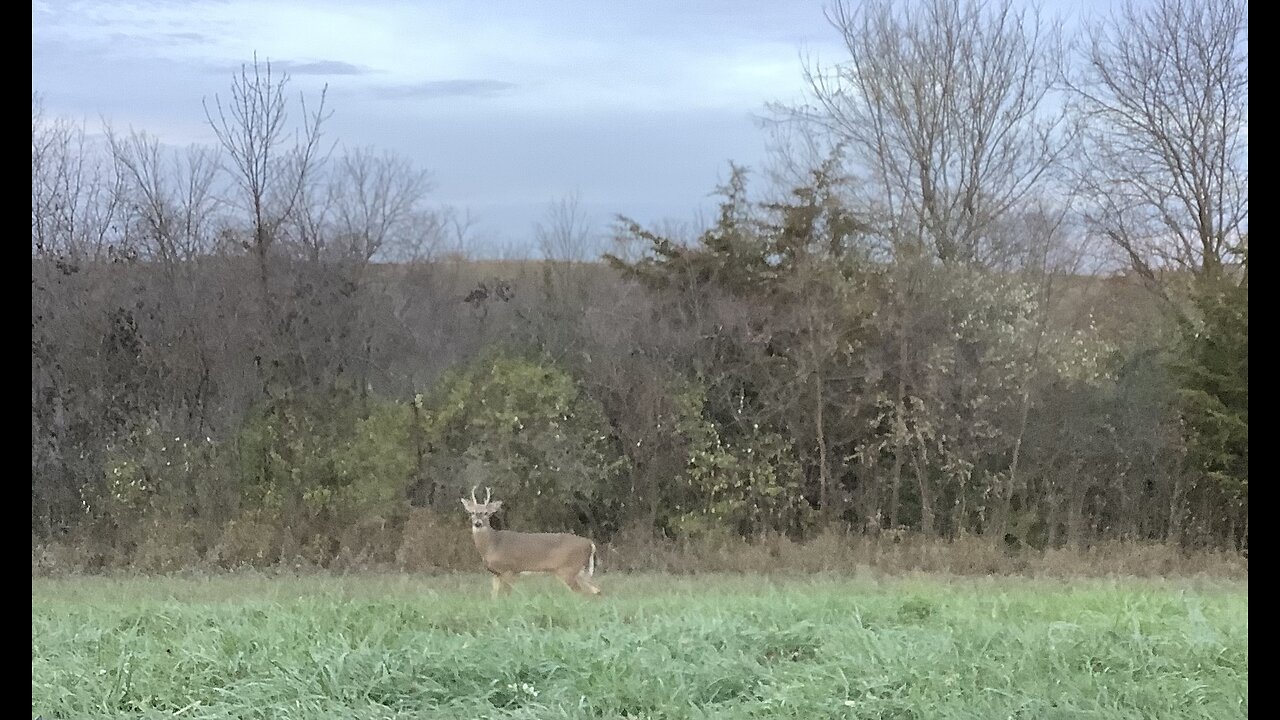 More Whitetail Deer