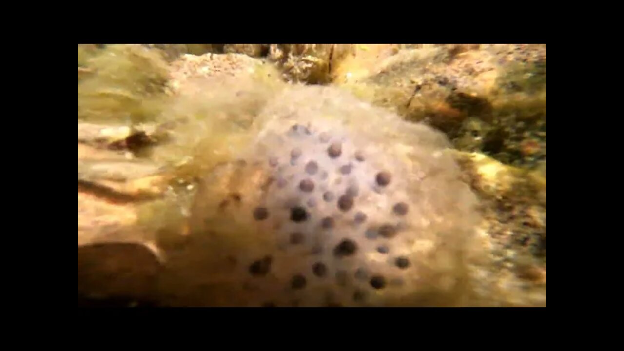 Found Frog Eggs!!