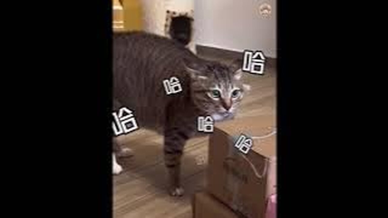 New Funny Animals 😂 Funniest Cats and Dogs Videos 😺🐶1