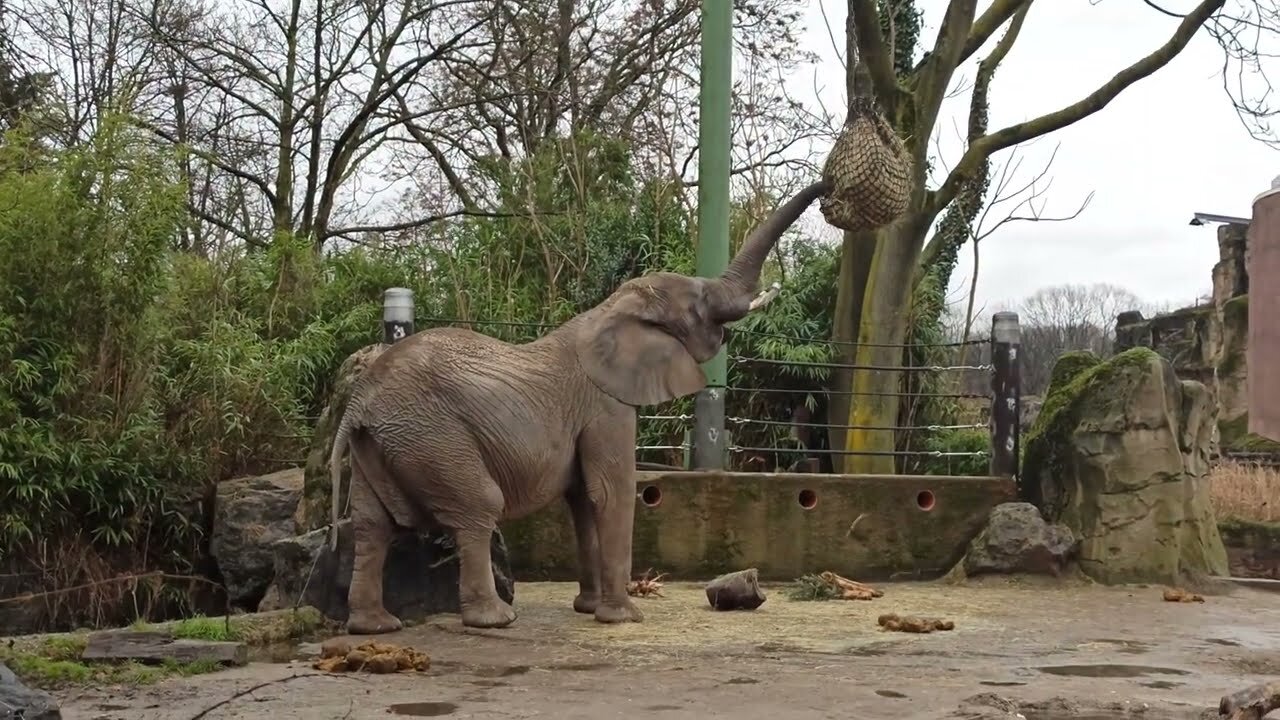 AFRICAN ELEPHANTS - Loxodonta africana