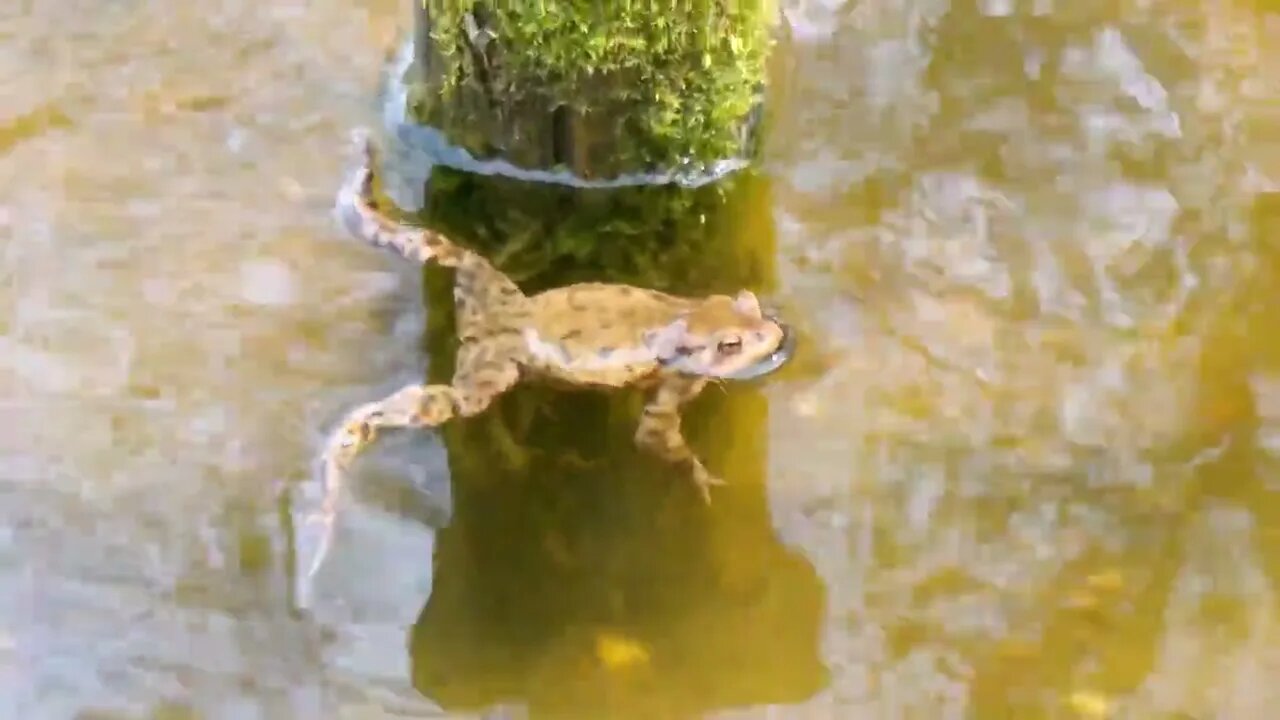 Common Toad Bufo Bufo in a Pond