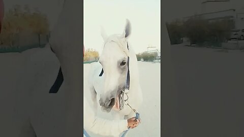 #horse💥😀🙆‍♂️#youtubeshorts #trending #viralvideo #kanuadi #love #shortvideo #viral