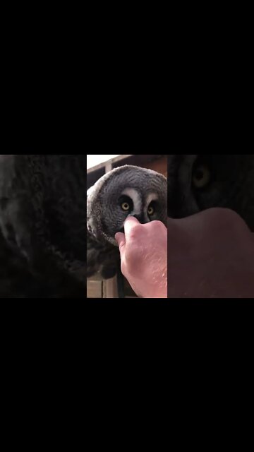 #shorts #2022 funny,prank,funjokes,dad jokes,funny memes,funny video,fun,laughing,funny animal,knock