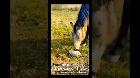 Horse Reactions