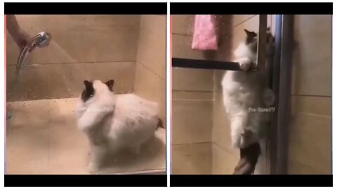 Priceless reaction of a cat to water