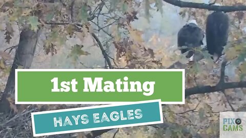 Hays Mom and Dad mating in the nest tree 2021 11 18 722AM