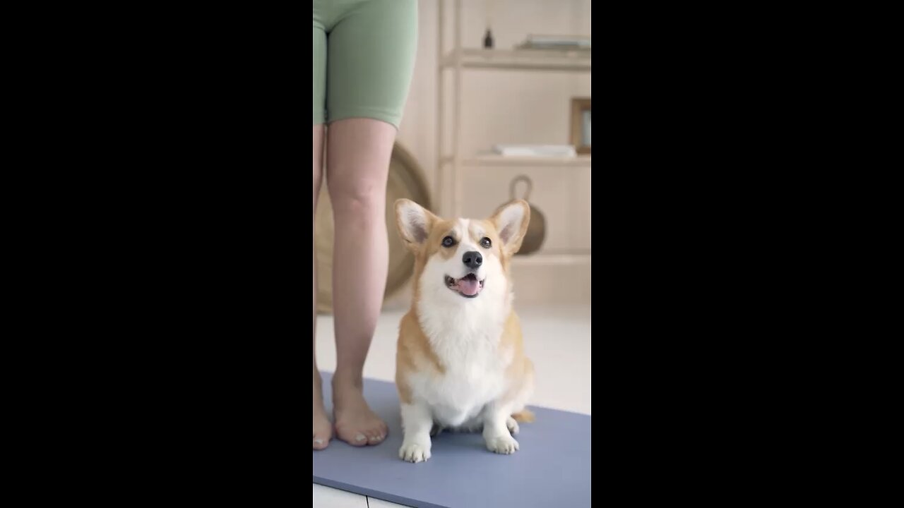 Funny dog standing video