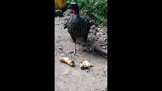 Jacu faminto devora deliciosa banana Jacuaçu, jacuguaçu, guans