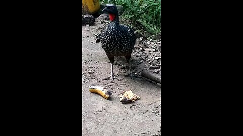 Jacu faminto devora deliciosa banana Jacuaçu, jacuguaçu, guans