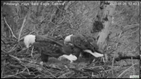 Hays Eagles The great stick debacle pt 2 12520