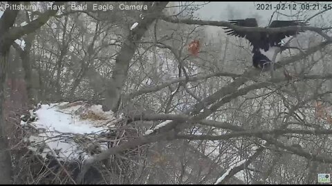 Hays Eagles Dad hops to perch to mate with Mom 2021 02 12 821AM