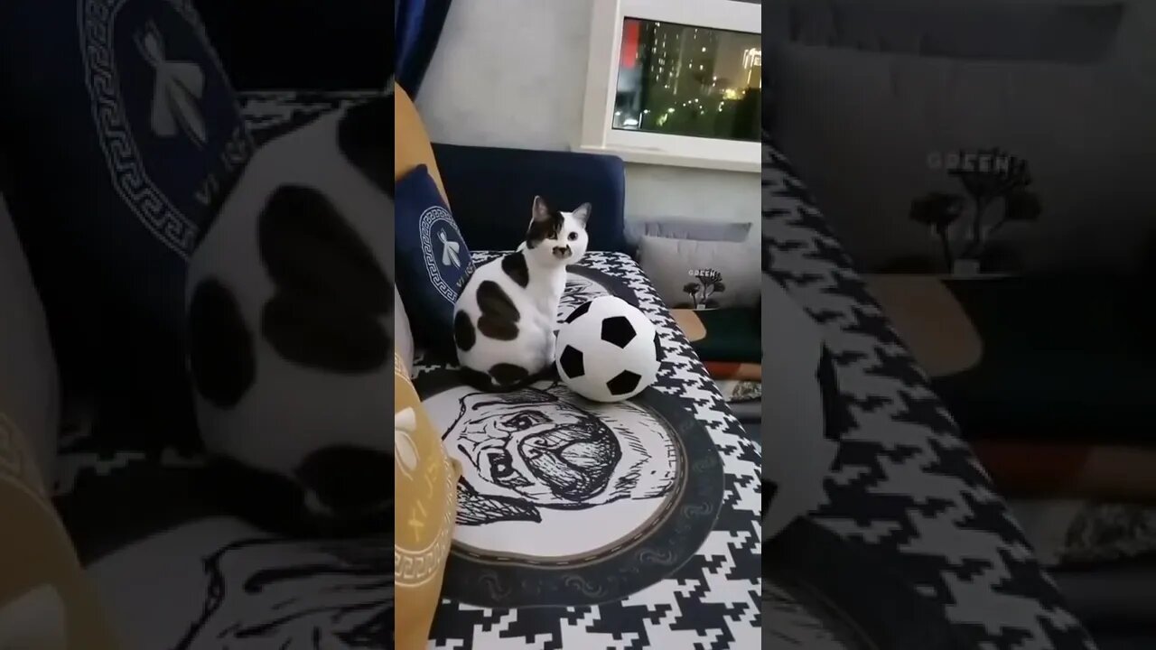 Funny Cat Here #shorts