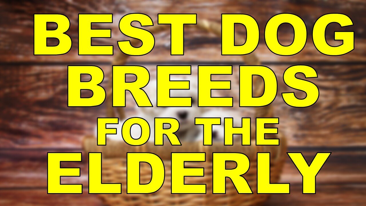 Best Dog breeds for the Elderly