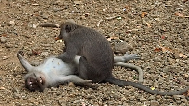 Monkey business with a happy ending