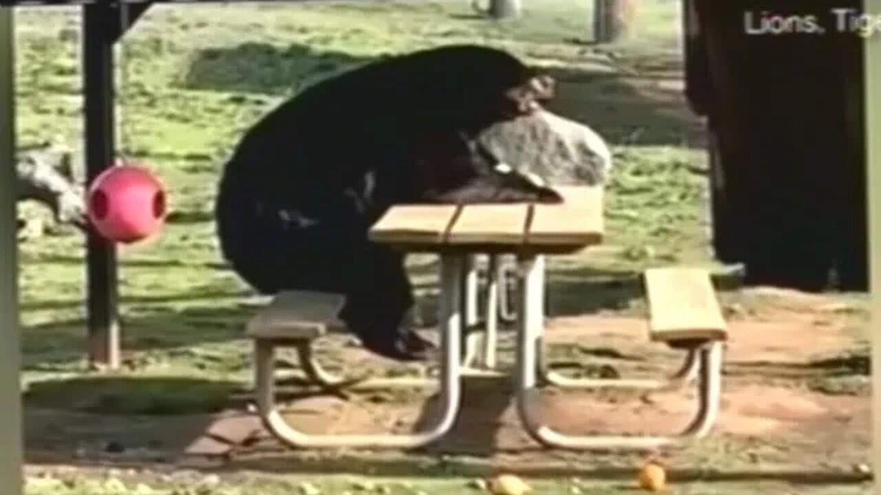 Large Blacl Bear Caught On Video Sitting At A Pic-A-Nic Table Enjoying A Snack In The Park!