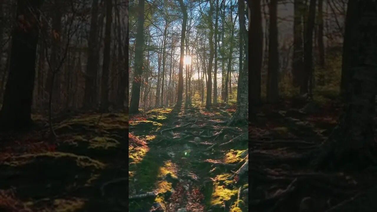 nature#sunny#relaxingnature#wild#shorts