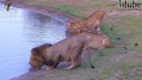 Lion Pride Drinking