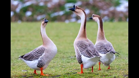 Perfectly Spiced and Roasted Goose // TASTE SO GOOD !!!