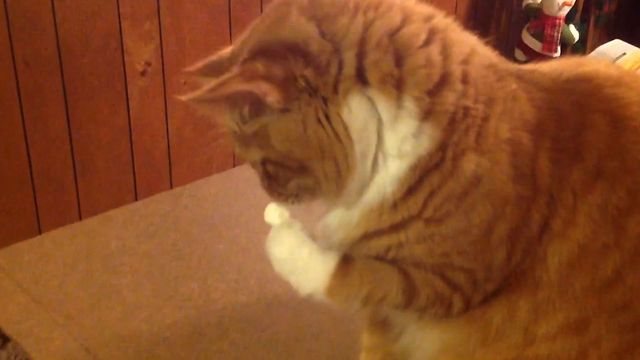 Cat's Marshmallow Confusion