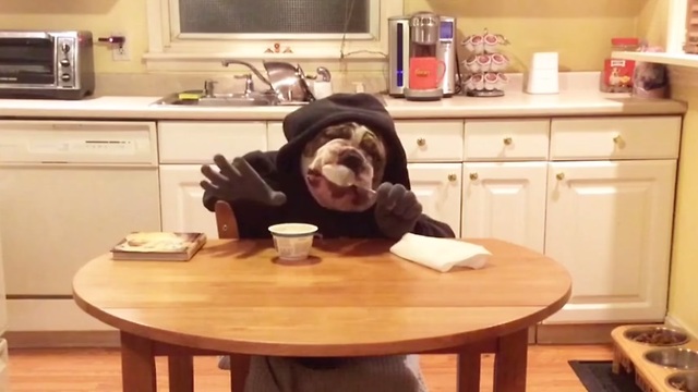 "Human" bulldog enjoys a snack