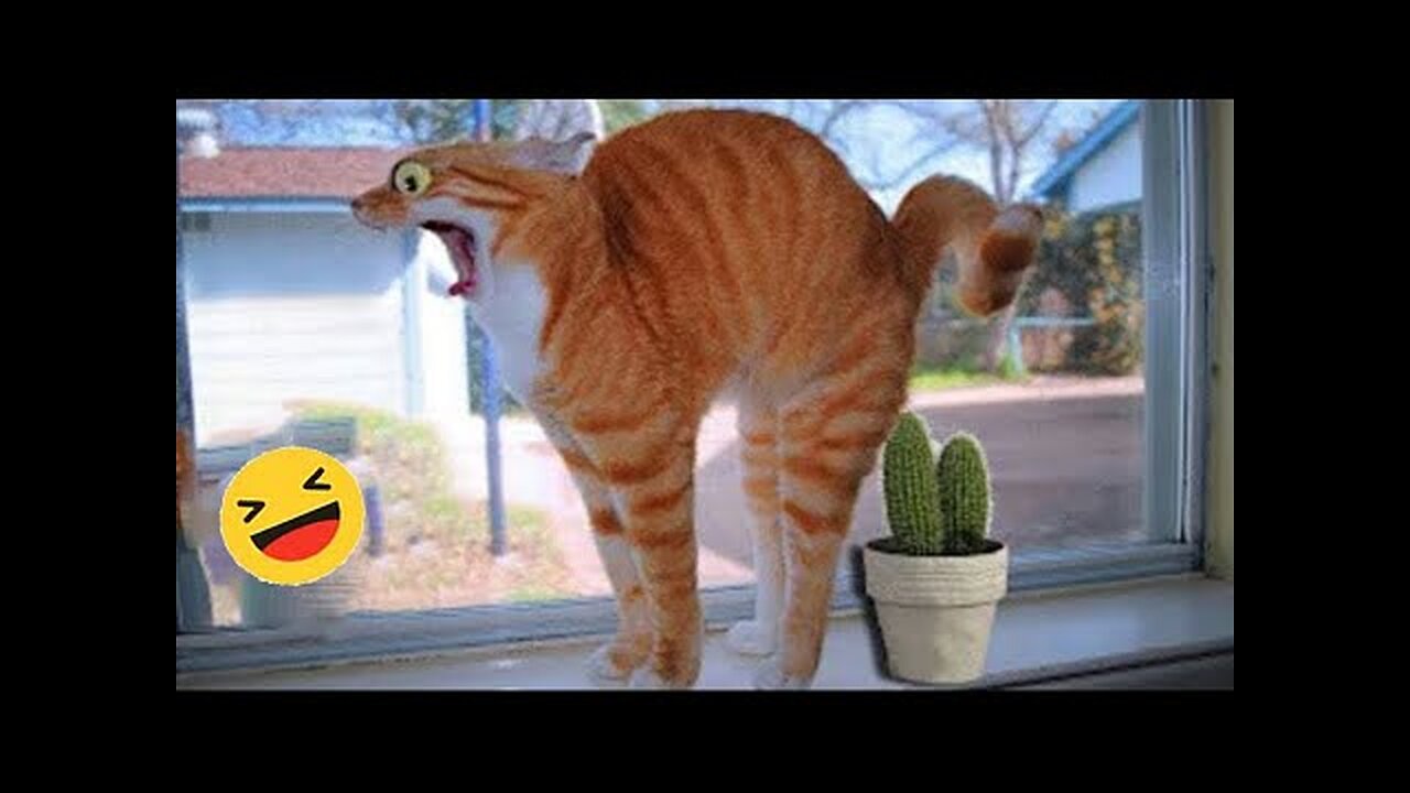 New Funny Animals 😅 Funniest Dogs And Cats Videos