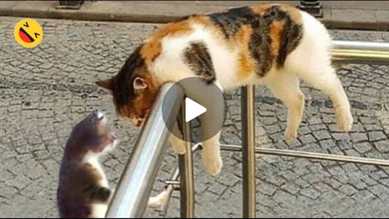 Funny Dogs And Cats Videos 2023-h st Funny Animals Videos ...