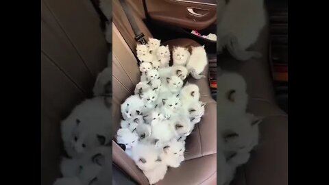 Cute kitten inside the Car seat #shorts #catsCute and funny puppy videos/#kitten #cat #kitty #funny