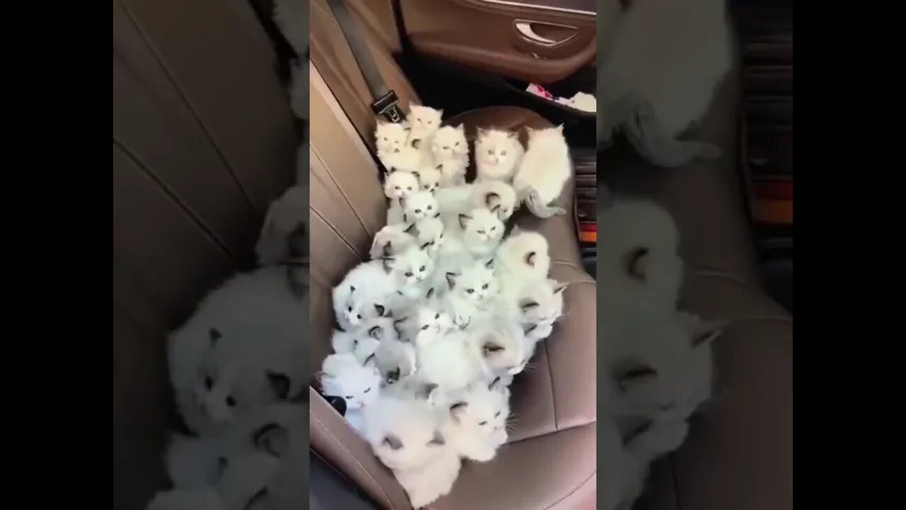 Cute kitten inside the Car seat #shorts #catsCute and funny puppy videos/#kitten #cat #kitty #funny