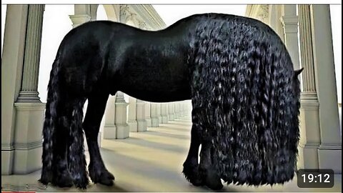 25 Most beautiful Horses in the world #