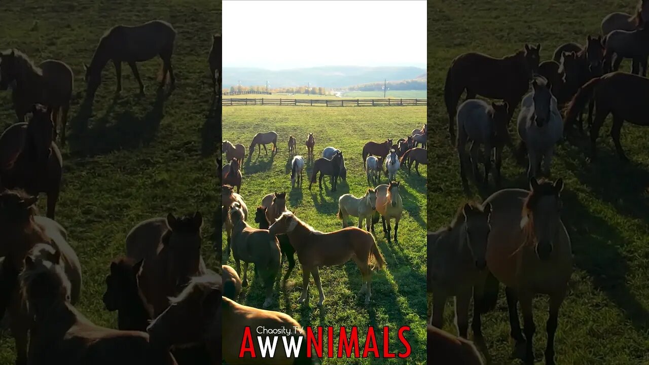 🤗 #AwwNIMALS - Meadow Majesty: A Herd of Horses at Grazing Time 💕