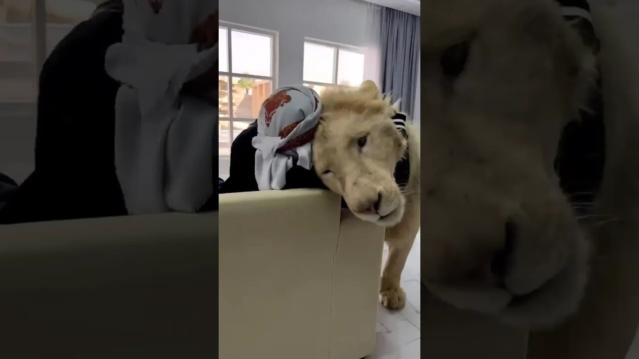 He Has A Pet Lion Named Simba! 😁