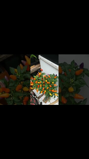 Hot As Hot can get..