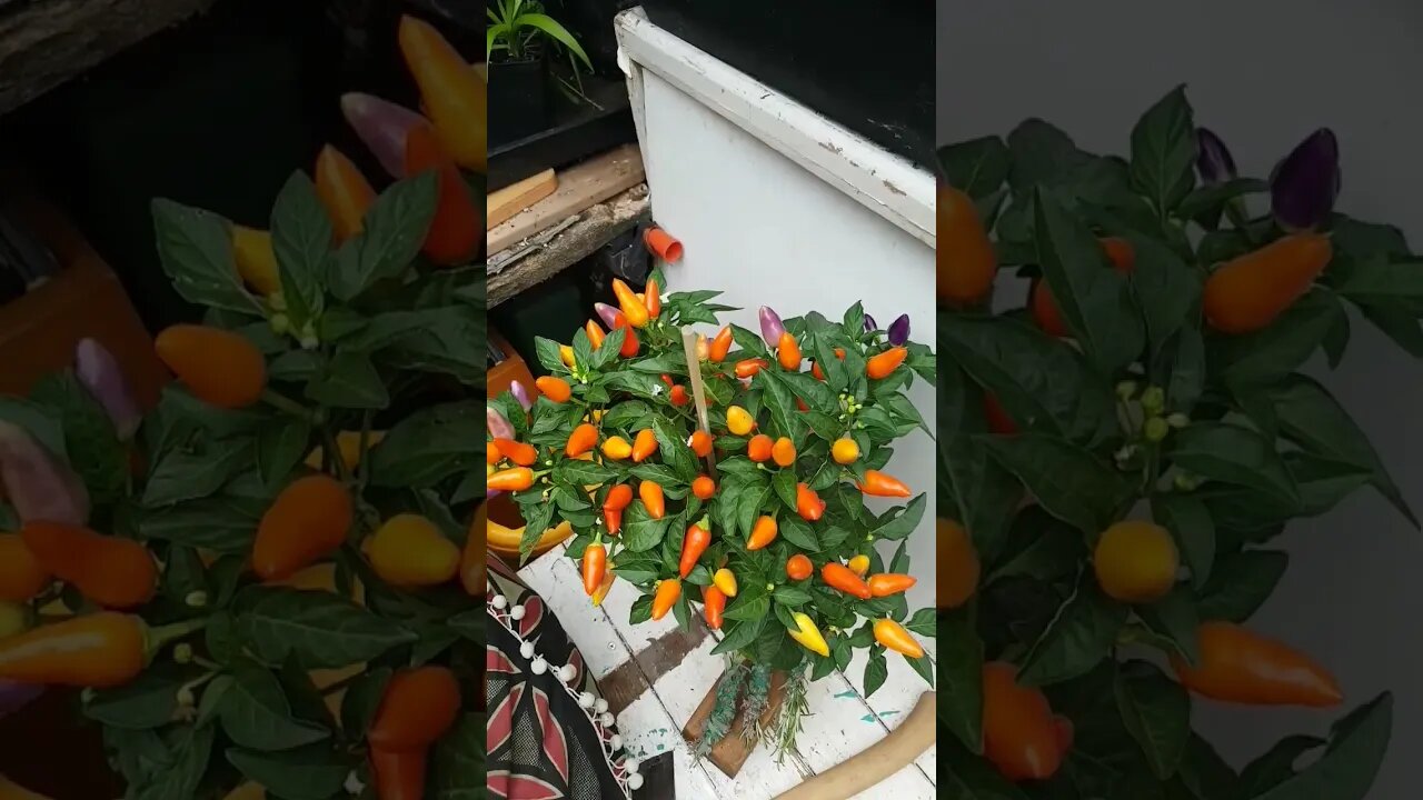 Hot As Hot can get..