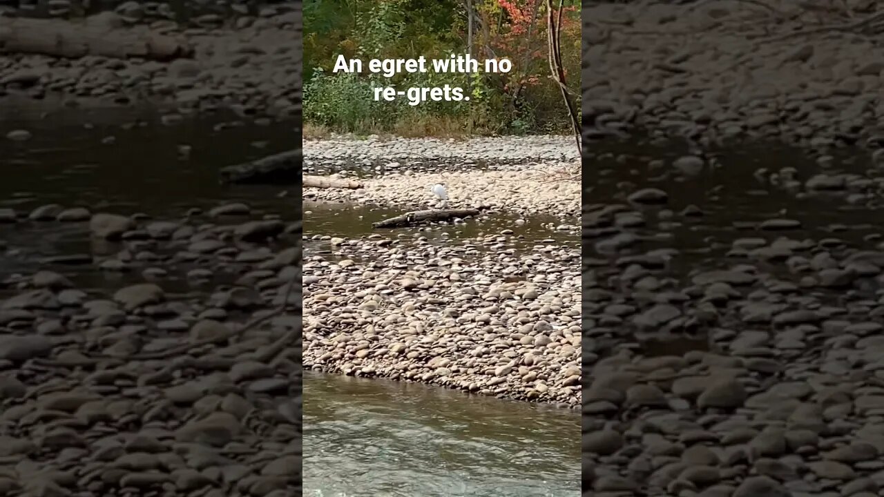 Egret #shorts