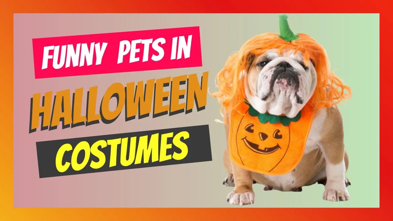 Pets Dressed Up For Halloween - Funny Compilation Of Pets Ready For Halloween Party