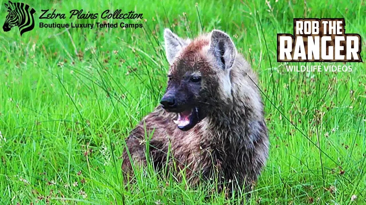 Amboseli Hyena Finds Food In The Swamp | Zebra Plains Safari