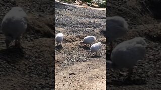 Beautiful lavender baby keets free ranging